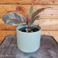 Ficus Ruby Rubber Tree 4" Plant