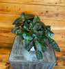 Hemigraphis alternata Purple Waffle 6" Plant, Indoor / Outdoor Houseplants