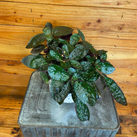 Hemigraphis alternata Purple Waffle 6" Plant, Indoor / Outdoor Houseplants