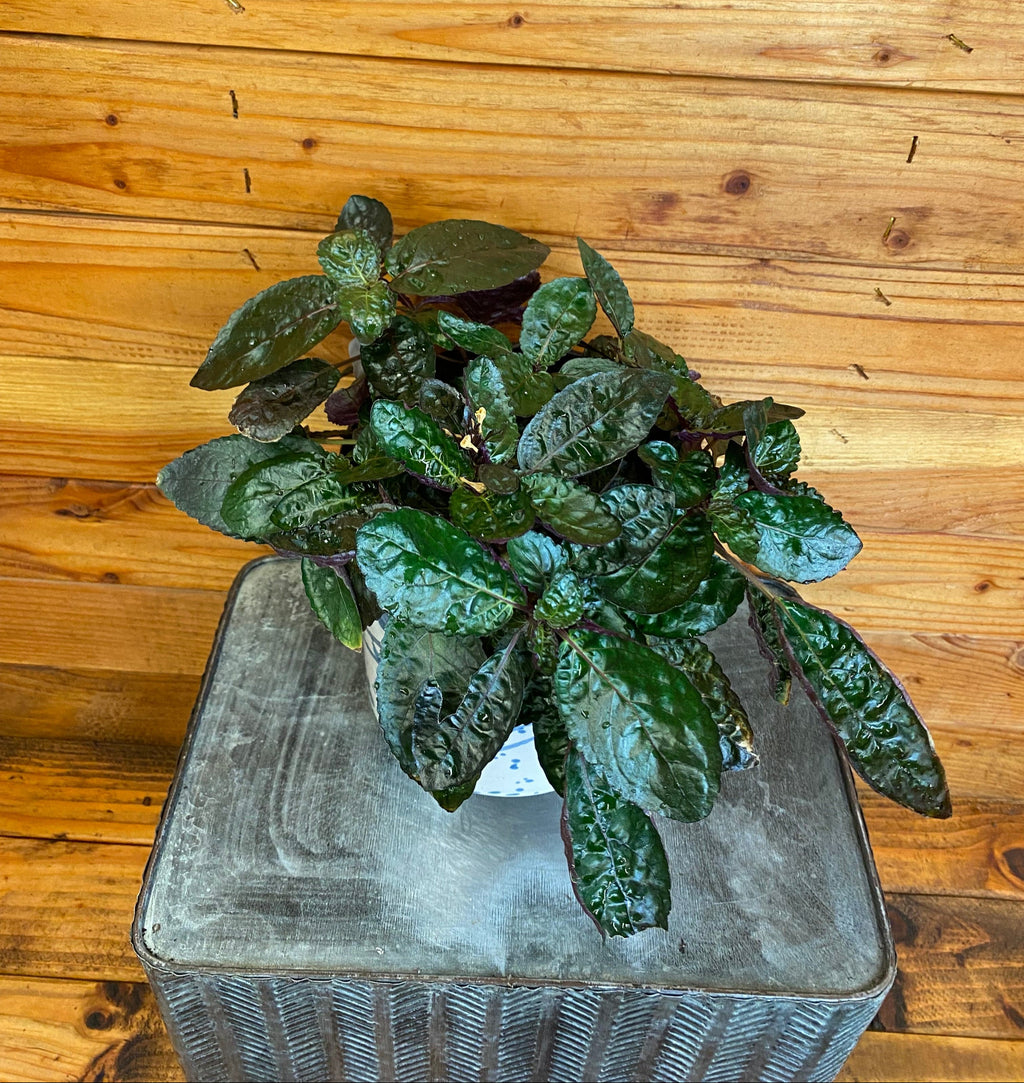 indoor purple waffle plant Hemigraphis alternata Purple Waffle, 6" Plant