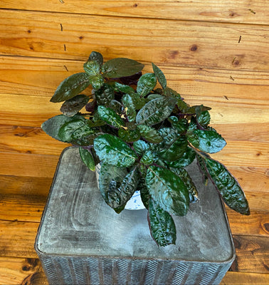 Hemigraphis alternata Purple Waffle 6