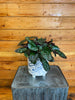 Hemigraphis alternata Purple Waffle 6" Plant, Indoor / Outdoor Houseplants