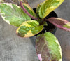 Hemigraphis Variegated Waffle, 2" Plant, Indoor / Outdoor Houseplants