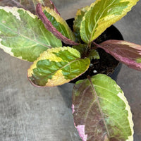 Hemigraphis Variegated Waffle, 2" Plant, Indoor / Outdoor Houseplants