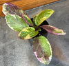 Hemigraphis Variegated Waffle, 2" Plant, Indoor / Outdoor Houseplants