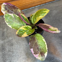 Hemigraphis Variegated Waffle, 2" Plant, Indoor / Outdoor Houseplants