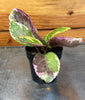 Hemigraphis Variegated Waffle, 2" Plant, Indoor / Outdoor Houseplants