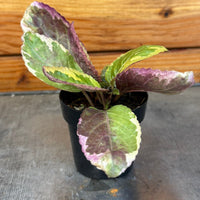 Hemigraphis Variegated Waffle, 2" Plant, Indoor / Outdoor Houseplants