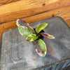Hemigraphis Variegated Waffle, 2" Plant, Indoor / Outdoor Houseplants