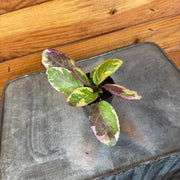 Hemigraphis Variegated Waffle, 2" Plant, Indoor / Outdoor Houseplants