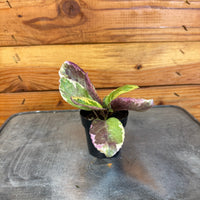 Hemigraphis Variegated Waffle, 2" Plant, Indoor / Outdoor Houseplants