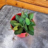 Hoya Bilobata, 2" Plant, Indoor / Outdoor Houseplants