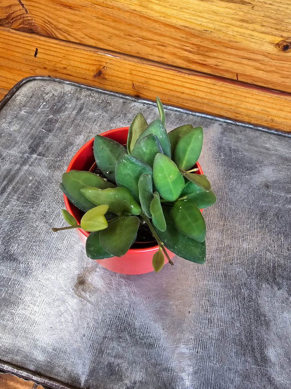 Hoya Bilobata, 2" Plant, Indoor / Outdoor Houseplants