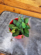 Hoya Bilobata, 2" Plant, Indoor / Outdoor Houseplants