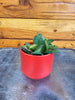 Hoya Bilobata, 2" Plant, Indoor / Outdoor Houseplants