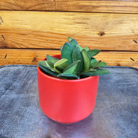 Hoya Bilobata, 2" Plant, Indoor / Outdoor Houseplants