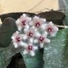 Hoya Caudata Sumatra, 2" Plant, Indoor / Outdoor Houseplants