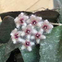 Hoya Caudata Sumatra, 2" Plant, Indoor / Outdoor Houseplants