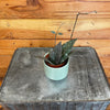 Hoya Caudata Sumatra, 2" Plant, Indoor / Outdoor Houseplants