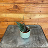 Hoya Caudata Sumatra, 2" Plant, Indoor / Outdoor Houseplants