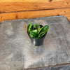 Hoya Compacta, 2" Plant, Indoor / Outdoor Houseplants