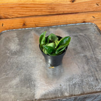 Hoya Compacta, 2" Plant, Indoor / Outdoor Houseplants