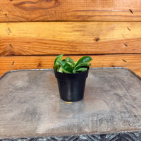 Hoya Compacta, 2" Plant, Indoor / Outdoor Houseplants