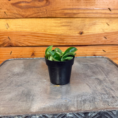 Hoya Compacta, 2