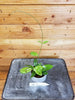 Hoya Crassipetiolata Little Splash 2" Plant, Indoor / Outdoor Houseplants