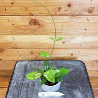 Hoya Crassipetiolata Little Splash 2" Plant, Indoor / Outdoor Houseplants