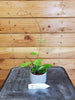 Hoya Crassipetiolata Little Splash 2" Plant, Indoor / Outdoor Houseplants