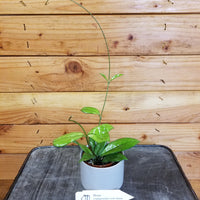 Hoya Crassipetiolata Little Splash 2" Plant, Indoor / Outdoor Houseplants