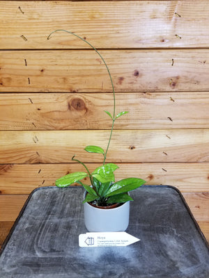 Hoya Crassipetiolata Little Splash 2