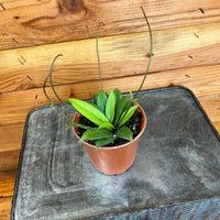 Hoya Crassipetiolata Little Splash, 4" Plant, Indoor / Outdoor Houseplants