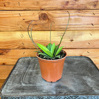 Hoya Crassipetiolata Little Splash, 4" Plant, Indoor / Outdoor Houseplants