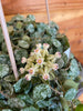 Hoya Curtisii, 2" Plant, Indoor / Outdoor Houseplants
