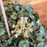 Hoya Curtisii, 2" Plant, Indoor / Outdoor Houseplants