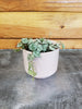 Hoya Curtisii, 2" Plant, Indoor / Outdoor Houseplants
