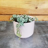 Hoya Curtisii, 2" Plant, Indoor / Outdoor Houseplants