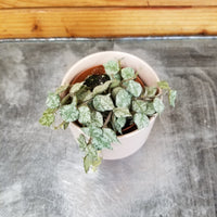 Hoya Curtisii, 2" Plant, Indoor / Outdoor Houseplants