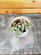 Hoya Curtisii, 2" Plant, Indoor / Outdoor Houseplants