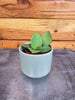 Hoya CV Chouke, 2" Plant, Indoor / Outdoor Houseplants