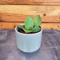 Hoya CV Chouke, 2" Plant, Indoor / Outdoor Houseplants