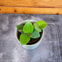 Hoya CV Chouke, 2" Plant, Indoor / Outdoor Houseplants