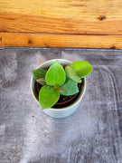 Hoya CV Chouke, 2" Plant, Indoor / Outdoor Houseplants
