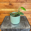 Hoya CV Optimistic, 4" Plant, Indoor / Outdoor Houseplants