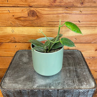 Hoya CV Optimistic, 4" Plant, Indoor / Outdoor Houseplants