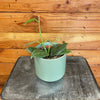 Hoya CV Optimistic, 4" Plant, Indoor / Outdoor Houseplants