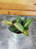 Hoya DS 70 Variegated, 2" Plant, Indoor / Outdoor Houseplants