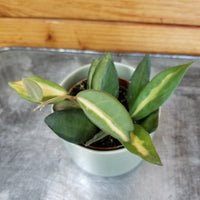 Hoya DS 70 Variegated, 2" Plant, Indoor / Outdoor Houseplants